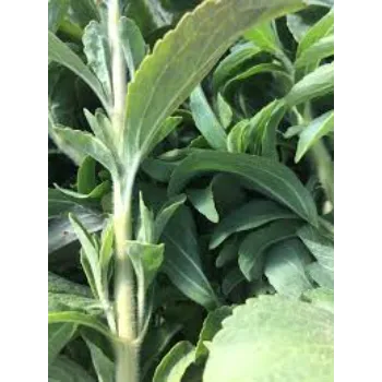 Lite Dry Stevia Leaf